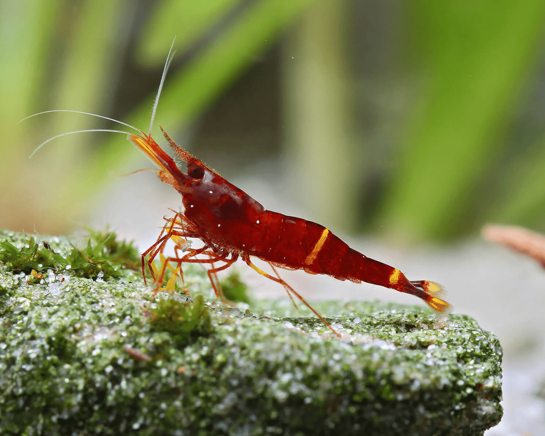 Sulawesi Yellow Ring Shrimp (Caridina spinata)